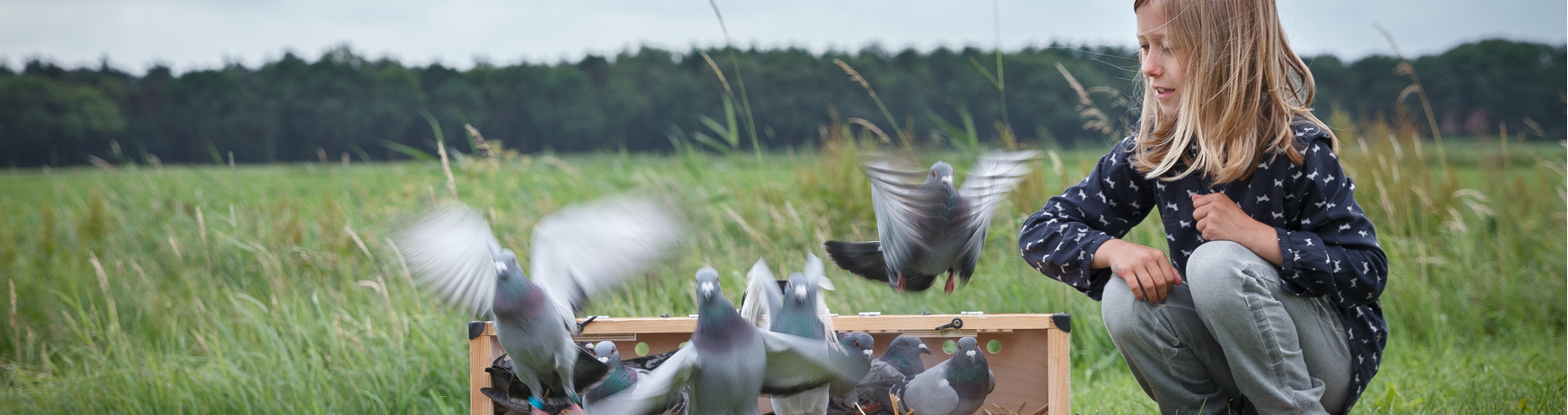 Postduiven houden