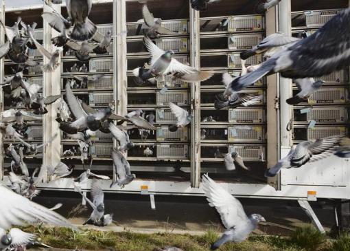 Duitse lossingen in Nederland