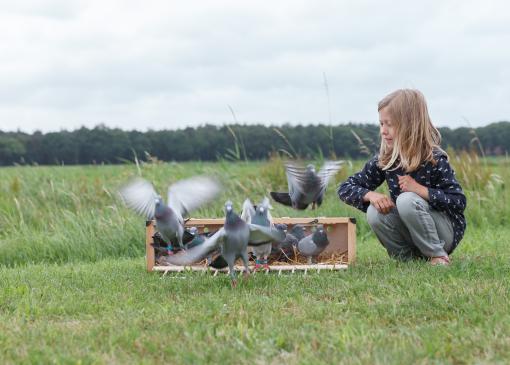 Rapport 'Sport met dieren'