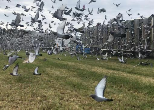 Wijzigingen nationaal vliegprogramma